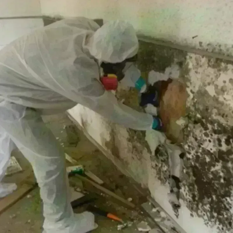 Mold Remediation and Removal in King County, TX